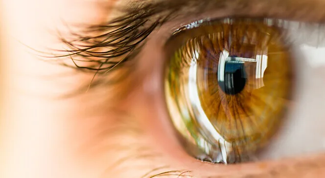 córnea ojos